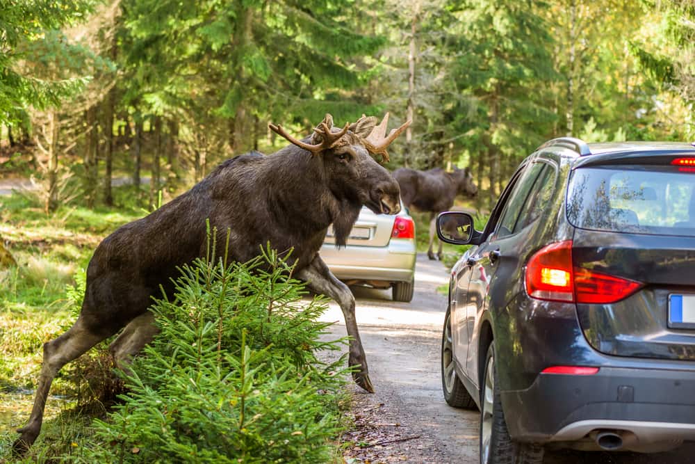 Moose