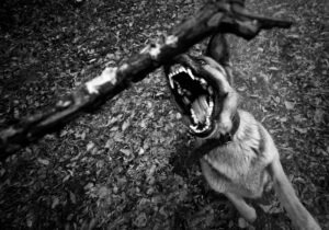 dog bite lawyer in Colorado Springs, CO